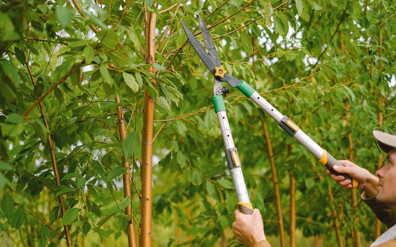 Tree trimming in Upland, IN