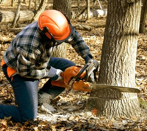Tree Removal in Upland, IN